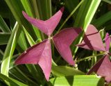 Oxalis triangularis