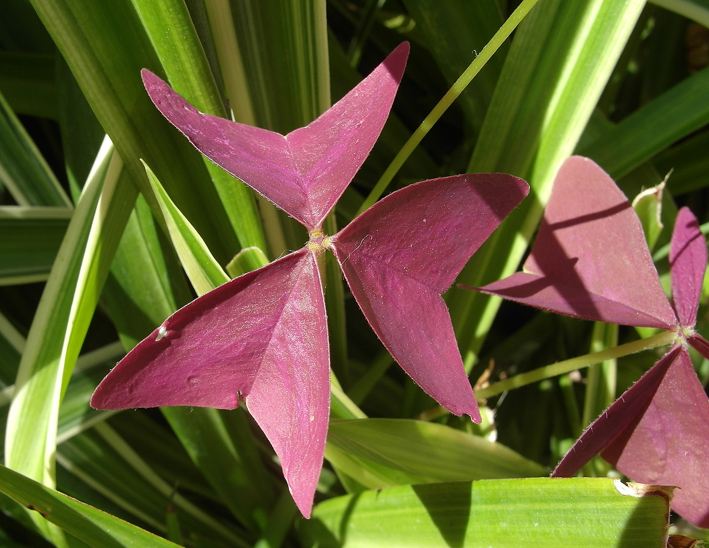 Image of Oxalis triangularis specimen.