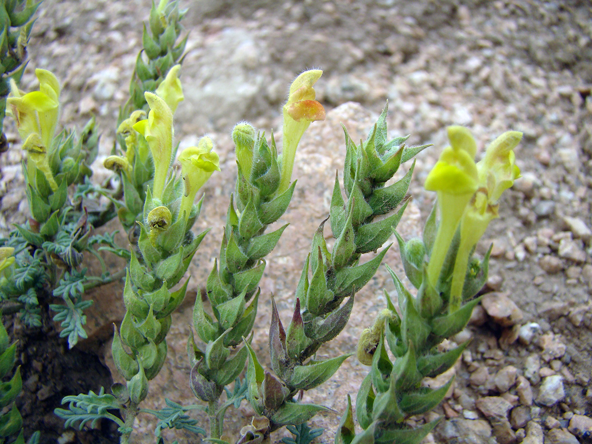 Image of Scutellaria botbaevae specimen.