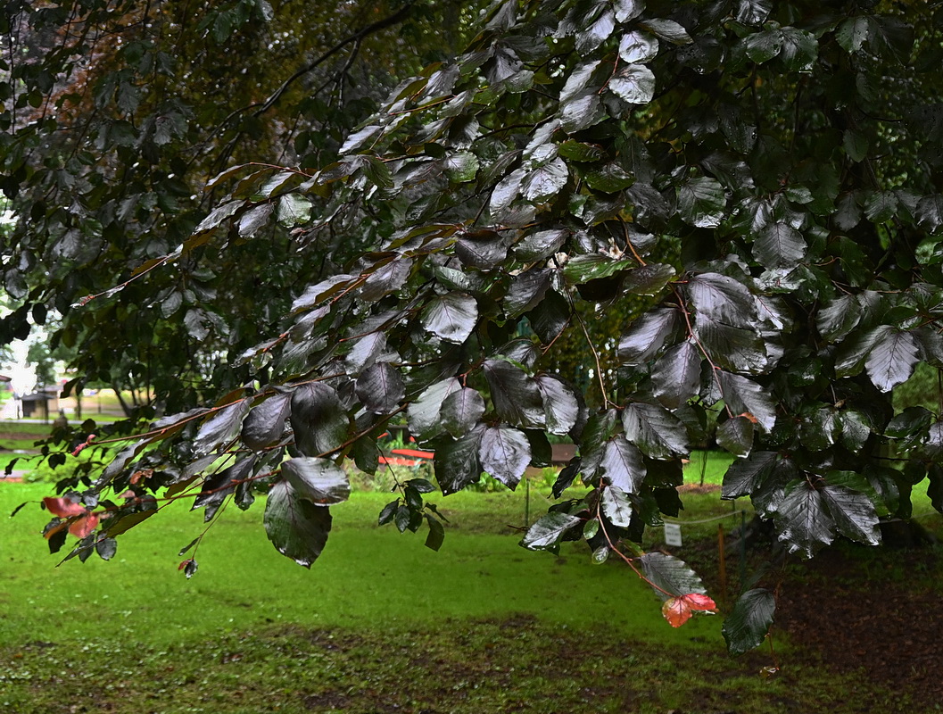 Image of Fagus sylvatica specimen.