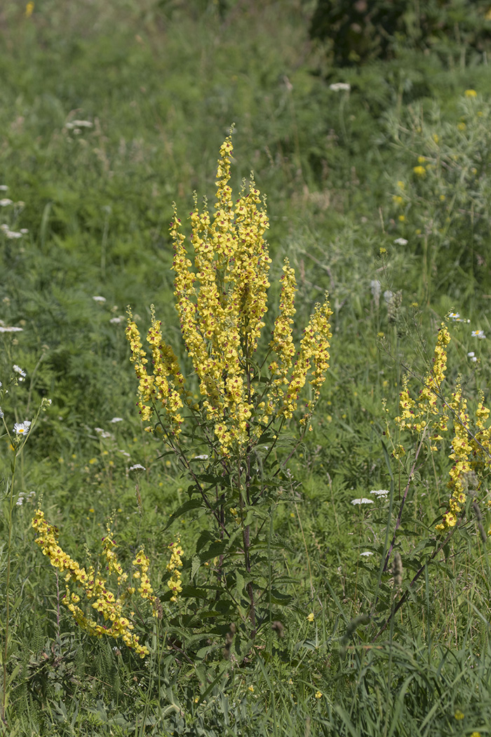 Изображение особи Verbascum marschallianum.