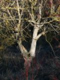 Juglans regia