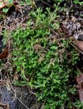 Selaginella kraussiana. Вегетирующее растение. Португалия, Азорские о-ва, о-в Сан-Мигел, р-н Ашада, опушка смешанного леса. 12.08.2025.