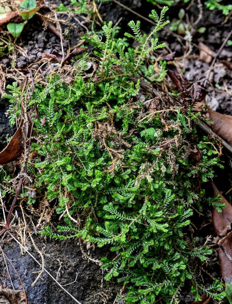 Изображение особи Selaginella kraussiana.