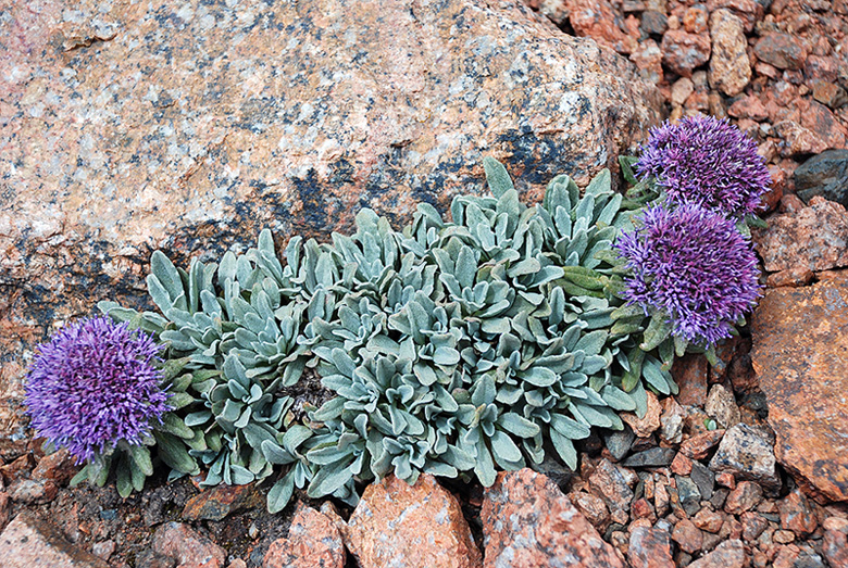 Изображение особи Saussurea gnaphalodes.