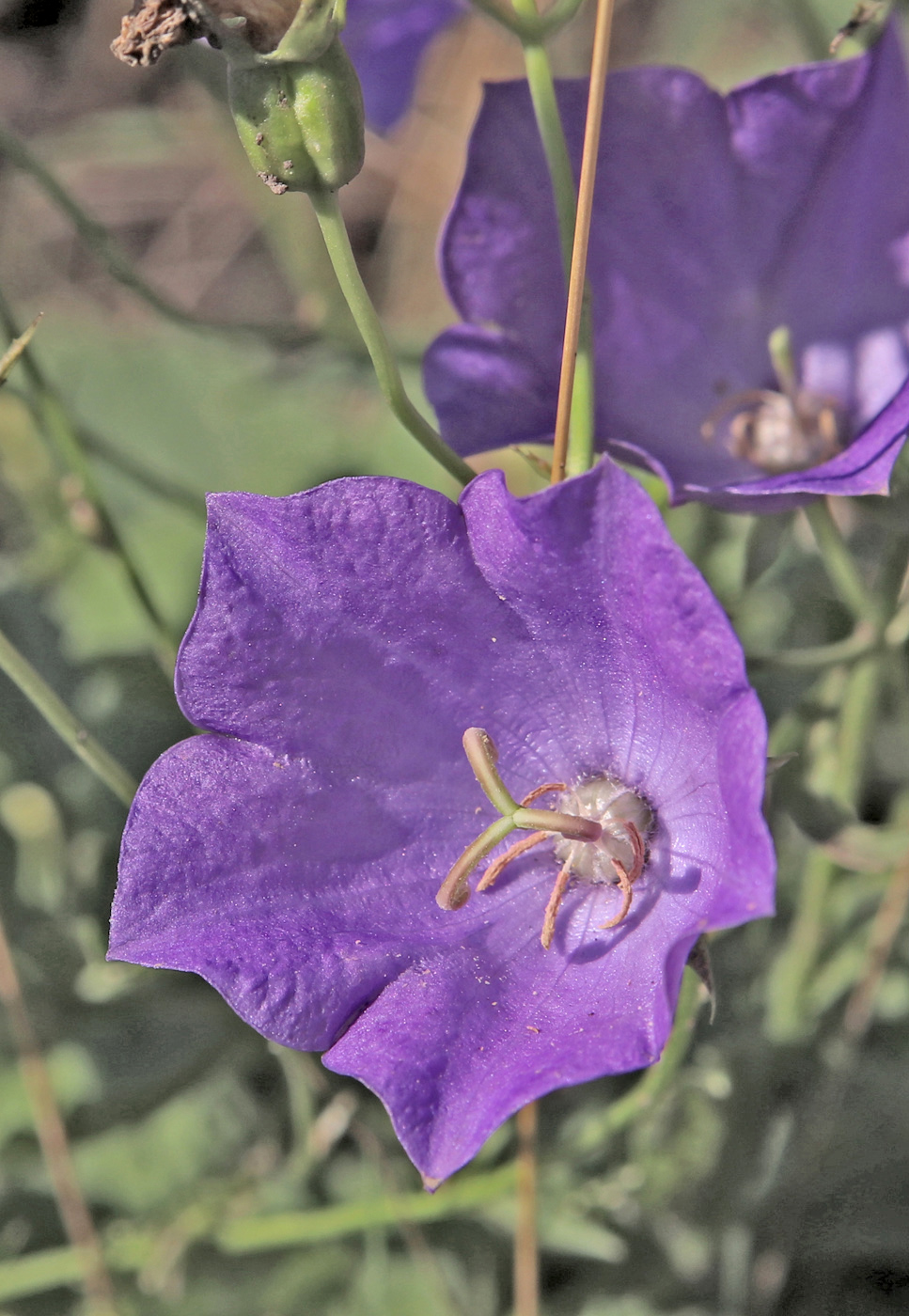 Изображение особи Campanula carpatica.