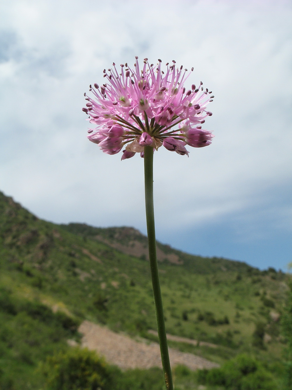 Image of Allium fetisowii specimen.