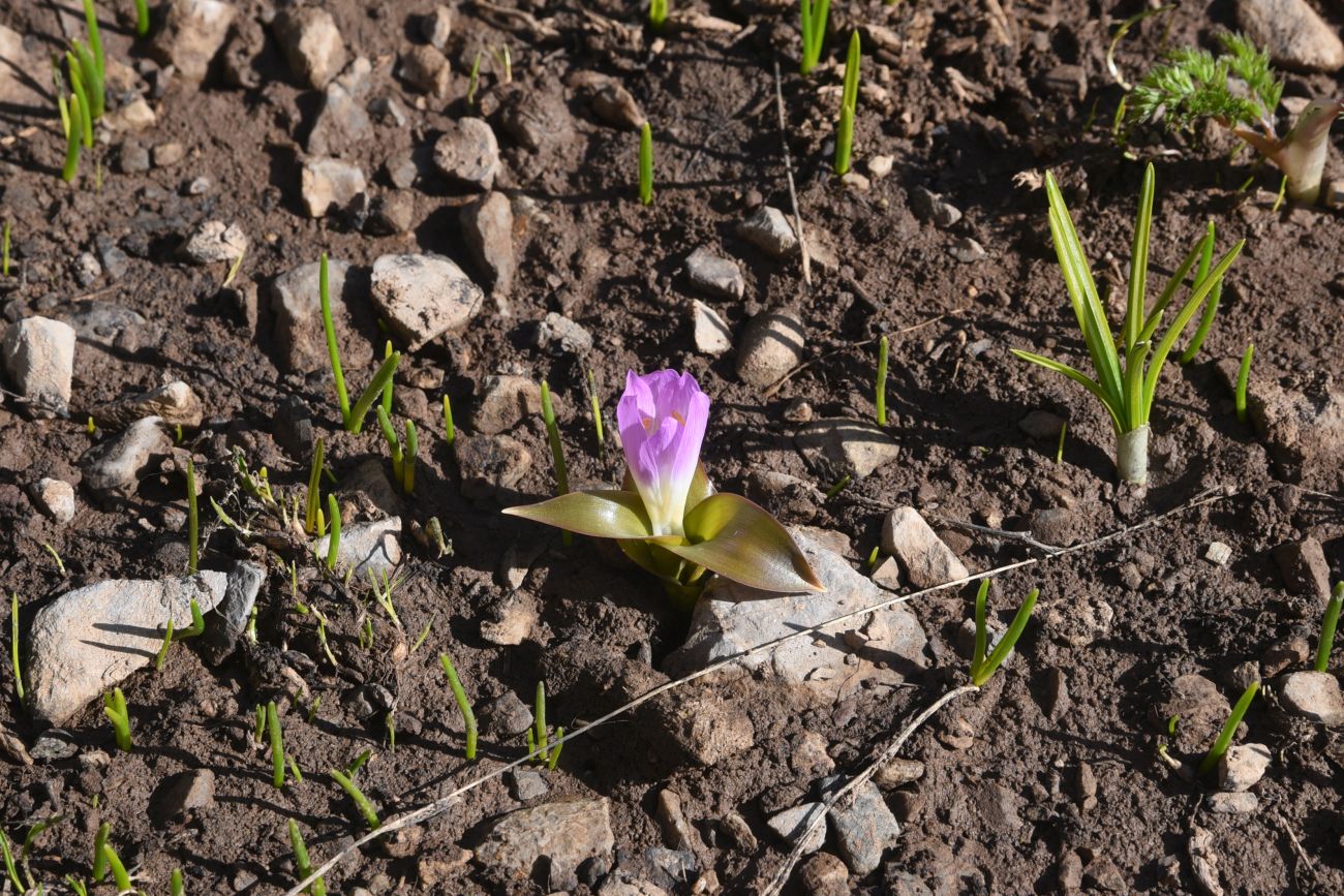 Изображение особи Merendera kurdica.