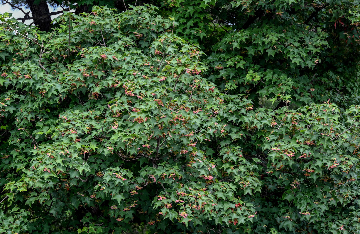 Image of genus Acer specimen.