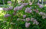 Deutzia × hybrida. Ветвь цветущего кустарника. Калининградская обл., г. Калининград, в культуре. 29.06.2025.
