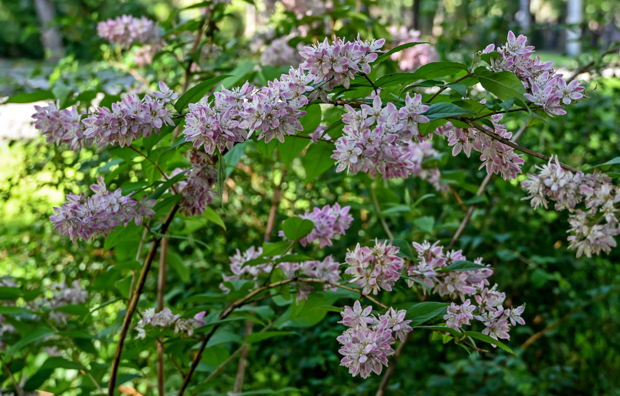 Изображение особи Deutzia &times; hybrida.