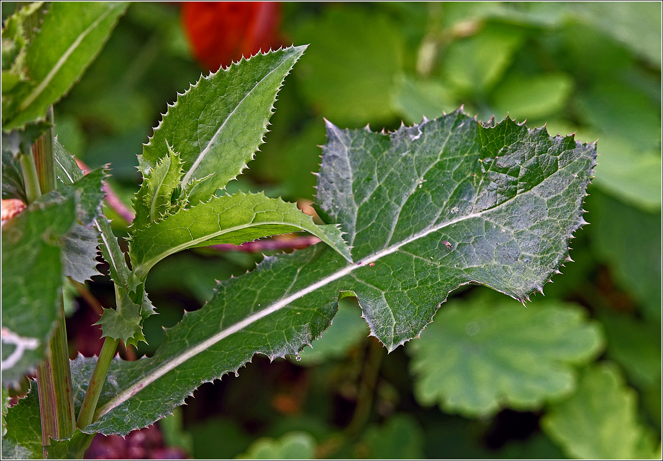 Изображение особи Sonchus oleraceus.