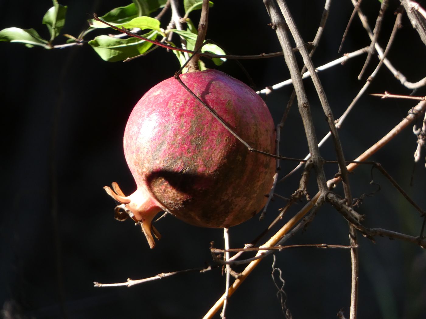 Изображение особи Punica granatum.