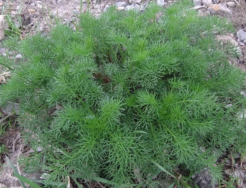 Image of Tripleurospermum inodorum specimen.