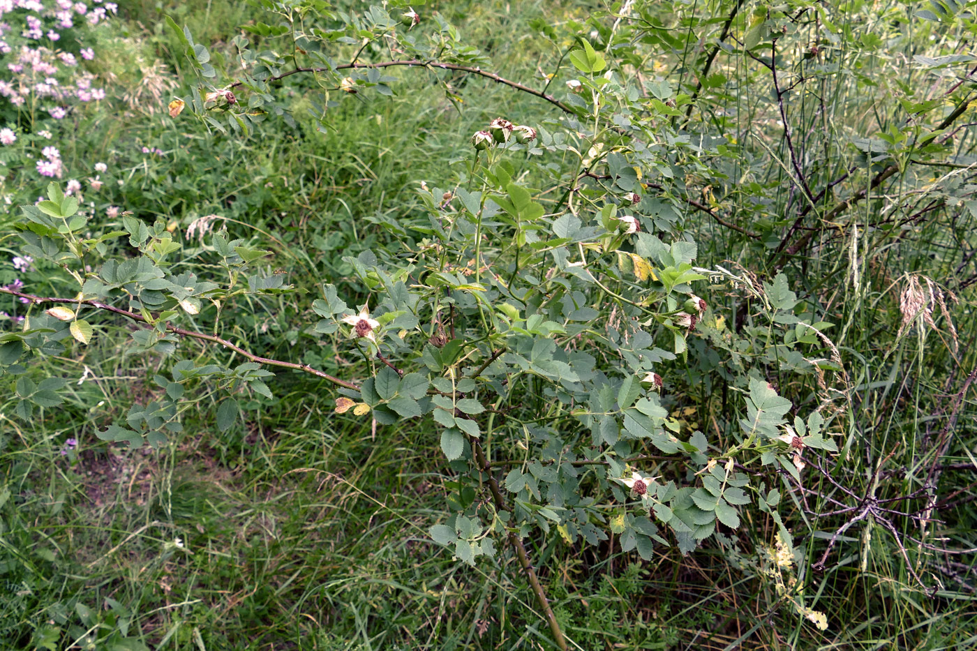 Image of Rosa canina specimen.