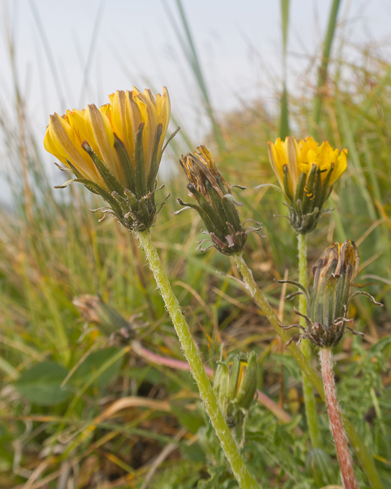 Image of genus Taraxacum specimen.