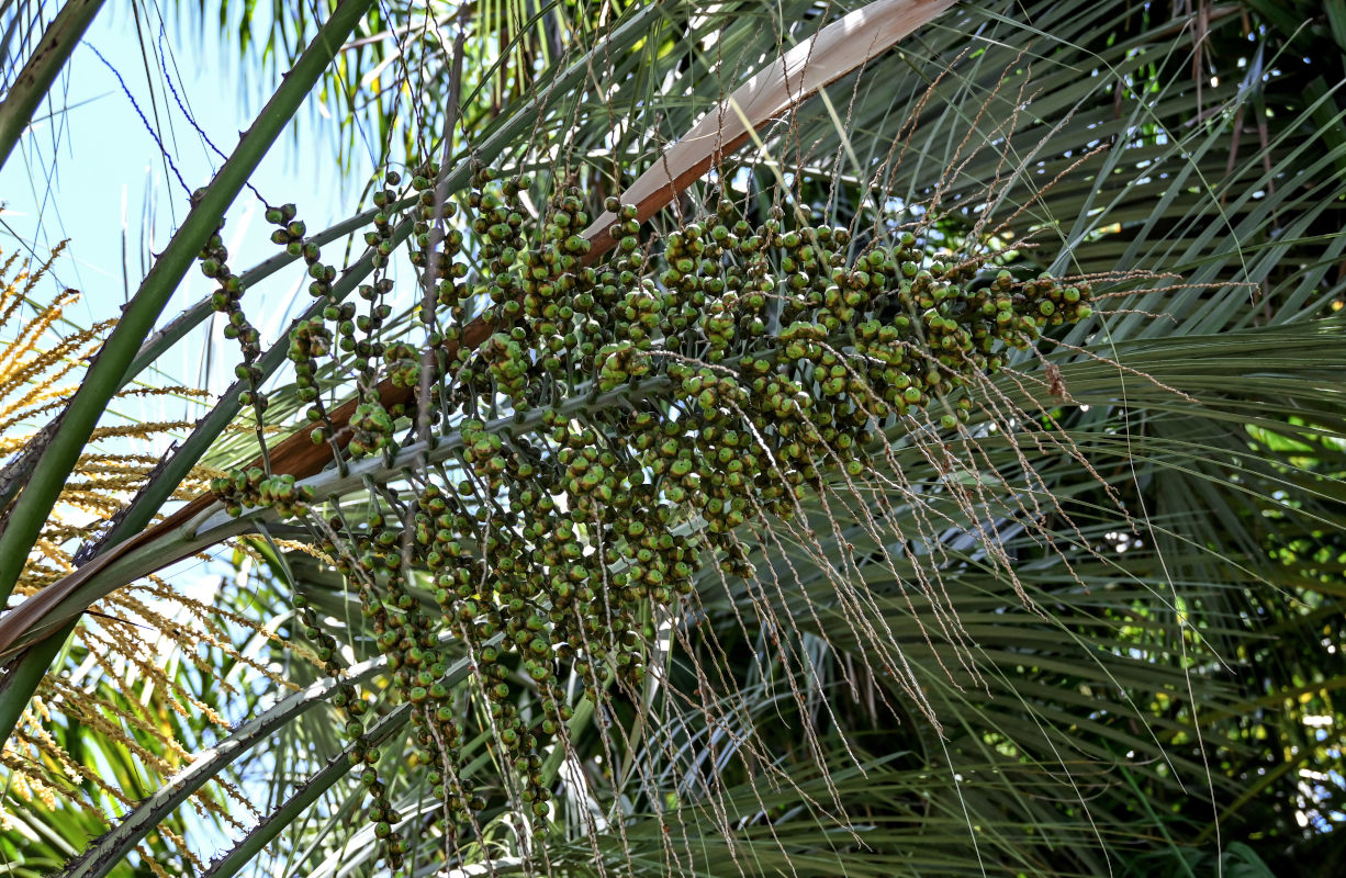 Изображение особи Butia capitata.