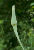 Tragopogon pratensis. Верхушка побега с формирующимся соплодием. Башкортостан, Стерлитамакский р-н, окр. шихана Юрактау, обочина лесной дороги. 8 июня 2025 г.