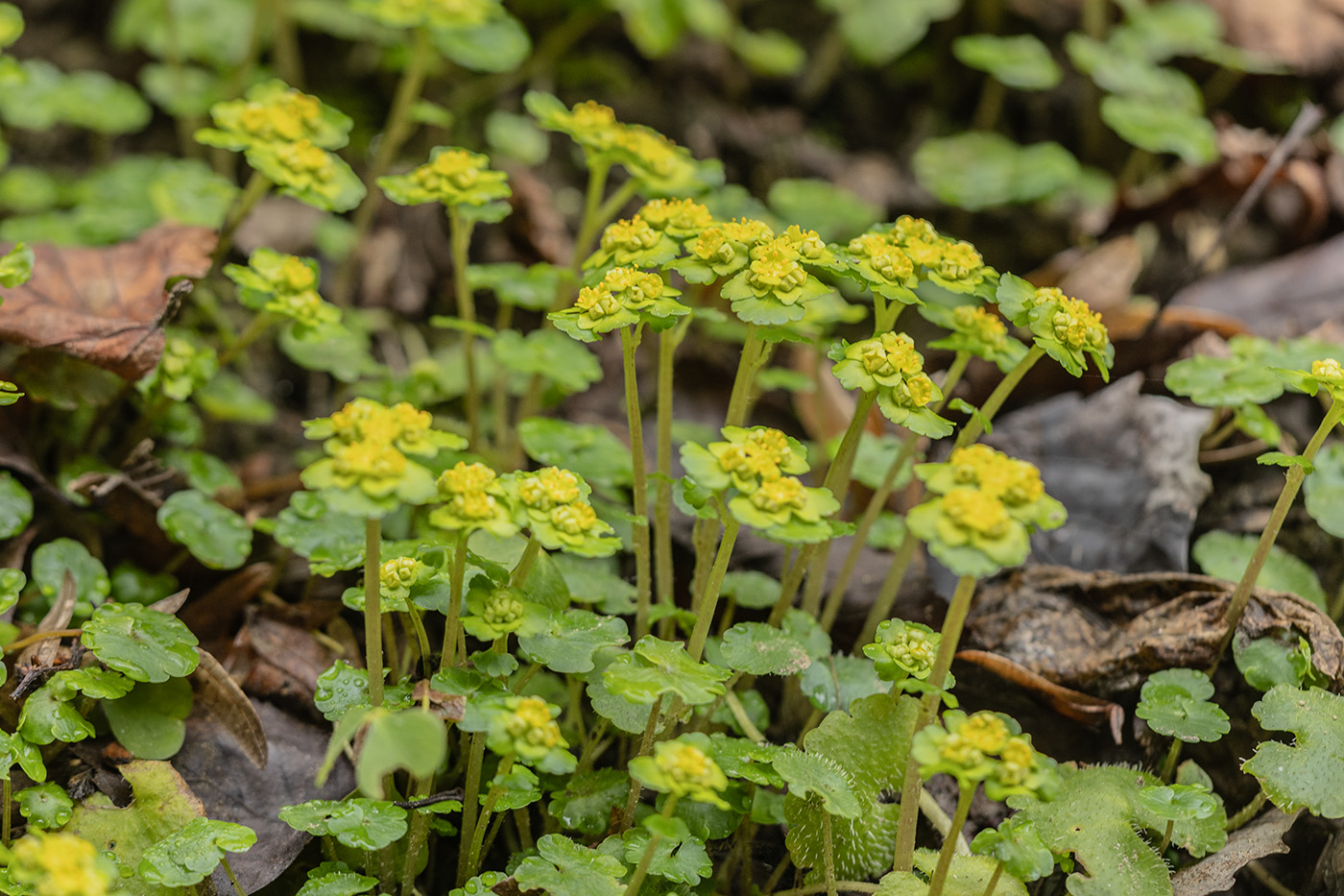 Изображение особи Chrysosplenium alternifolium.