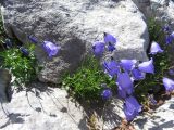 Campanula cochleariifolia. Цветущее растение. Болгария, гора Пирин, цирк Каменитишки, у туристического маршрута между перевалом Каменитишки и хижиной Яворов, на мраморизованном известняке. 27 июля 2024 г.