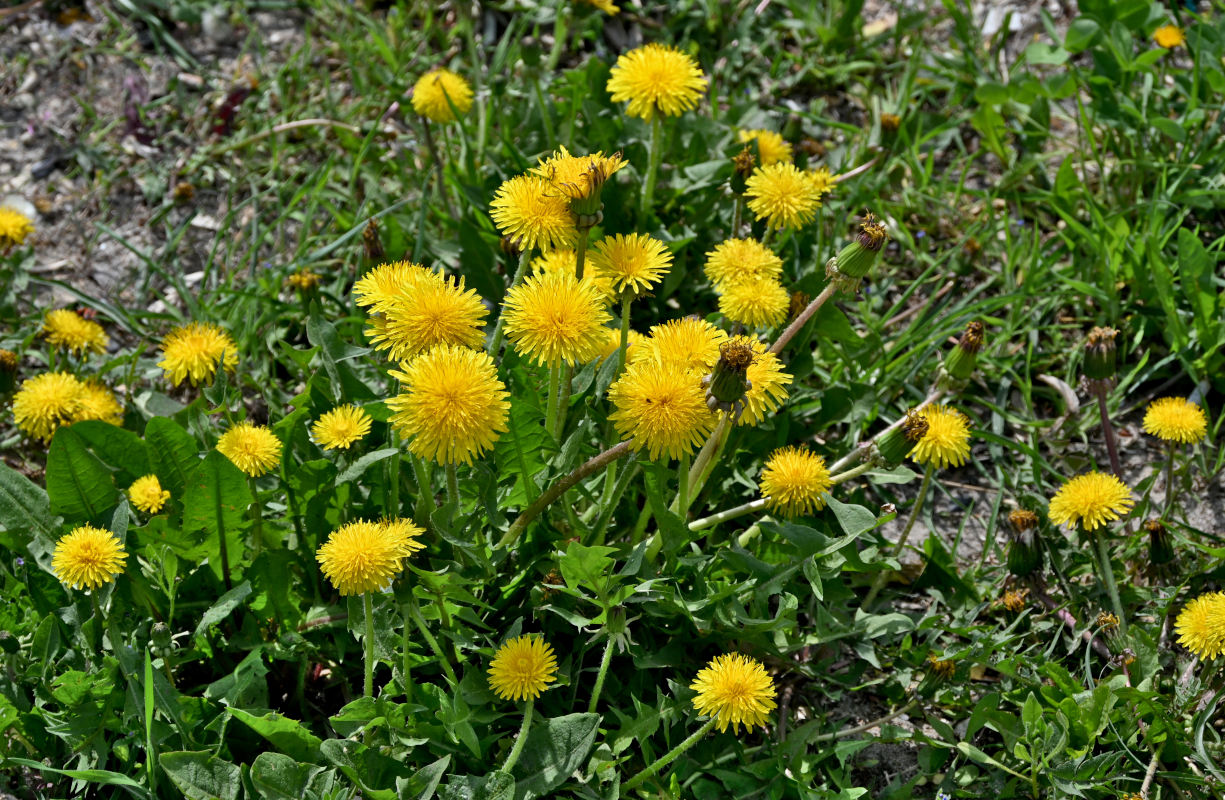 Image of Taraxacum officinale specimen.