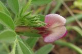 Vicia cordata. Цветок. Крым, Балаклава, приморский склон. 1 мая 2011 г.