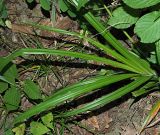 Carex pendula. Прикорневые листья. Краснодарский край, окр. г. Адлер, широколиственный лес. 30.06.2024.