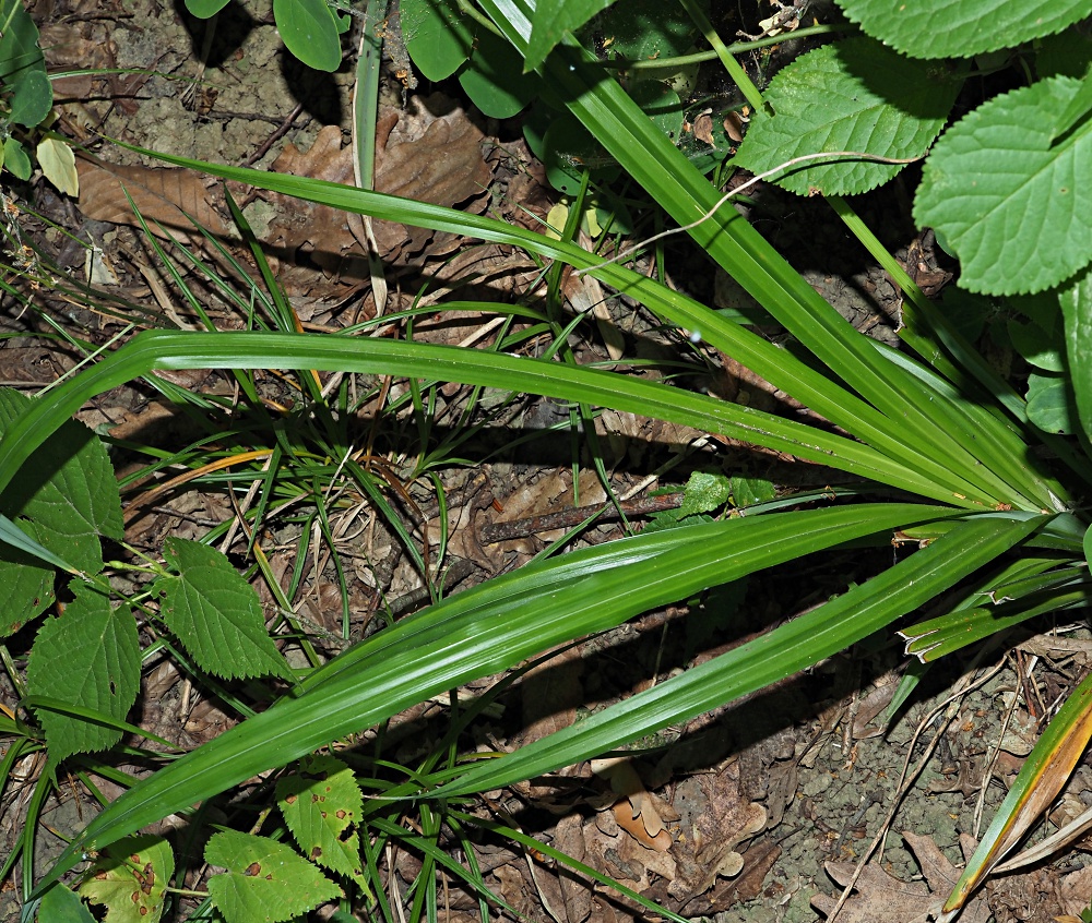 Изображение особи Carex pendula.