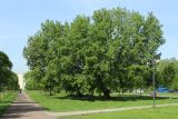Acer negundo. Отцветшее мужское и плодоносящее женское (слева) растения. Санкт-Петербург, Кировский р-н, озеленение бульвара. 19.05.2026.