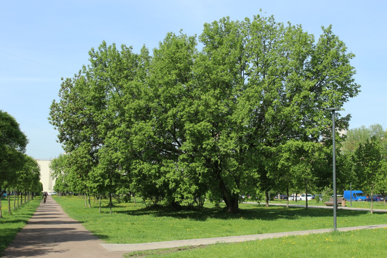 Image of Acer negundo specimen.