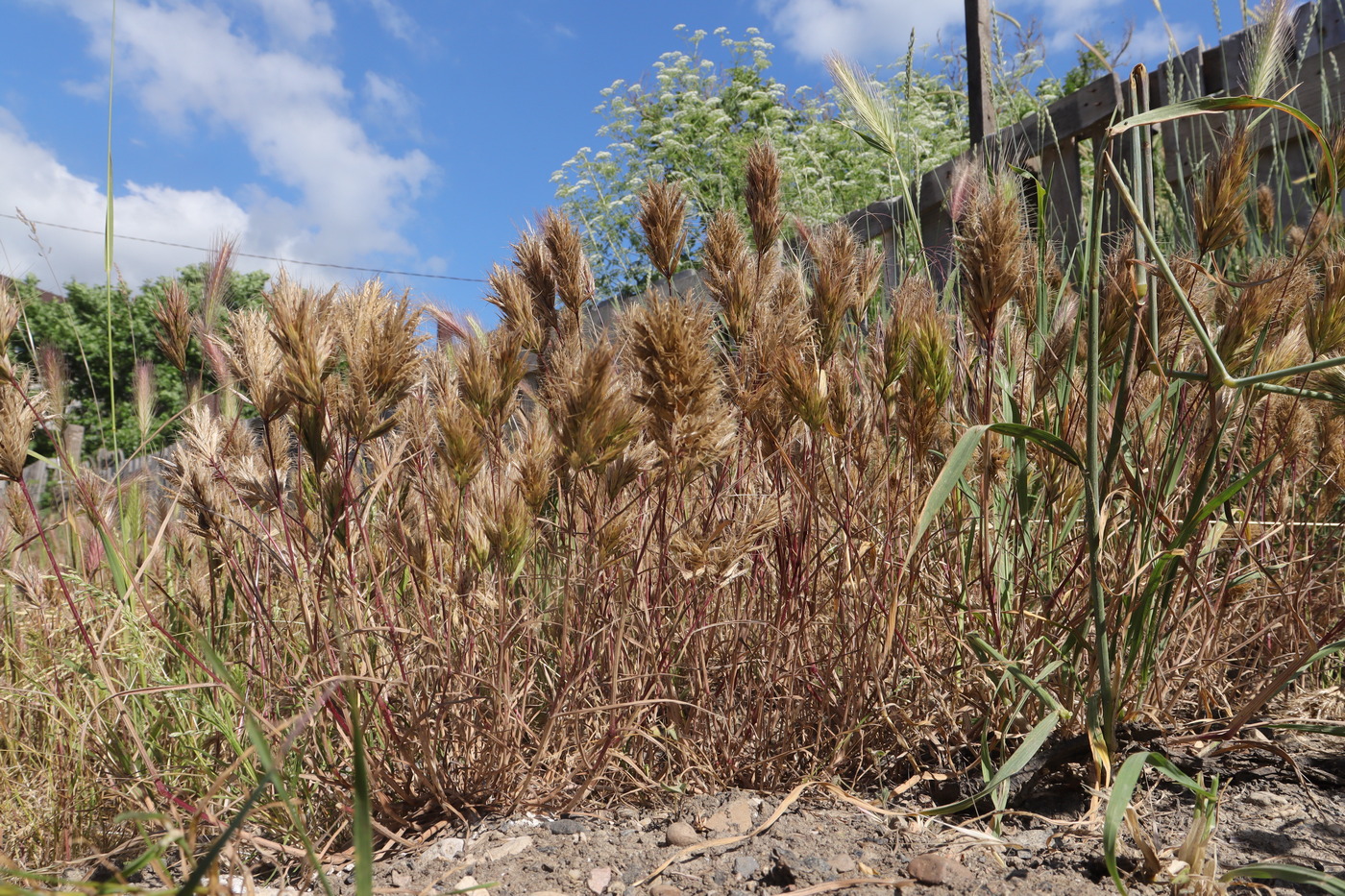 Изображение особи Bromus scoparius.