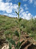 Sisymbrium brassiciforme. Верхушка бутонизирующего растения. Казахстан, Восточно-Казахстанская обл, Зайсанский р-н; Саур-Тарбагатай, сев. макросклон вост. части хр. Манрак, пер. Шиликты, ≈ 1150 м н.у.м., каменистый склон юго-вост. экспозиции. 12 мая 2026 г.