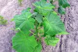 Paulownia tomentosa