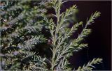 Chamaecyparis lawsoniana. Боковая веточка. Московская обл., Раменский р-н, окр. дер. Хрипань, садовый участок. 04.07.2026.