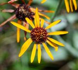 Tephroseris phaeantha