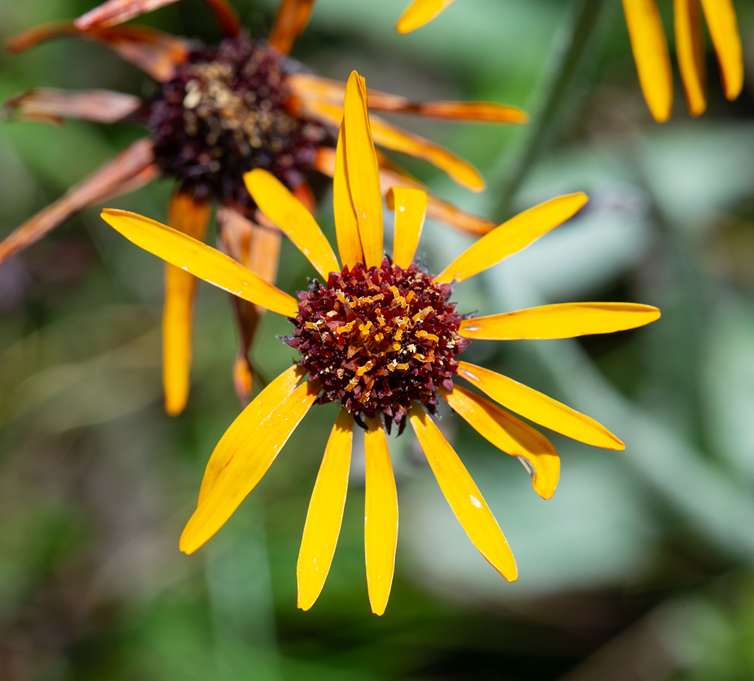 Image of Tephroseris phaeantha specimen.
