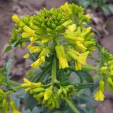 Barbarea vulgaris