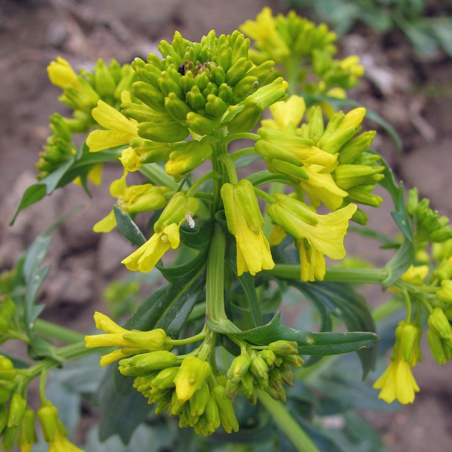 Image of Barbarea vulgaris specimen.