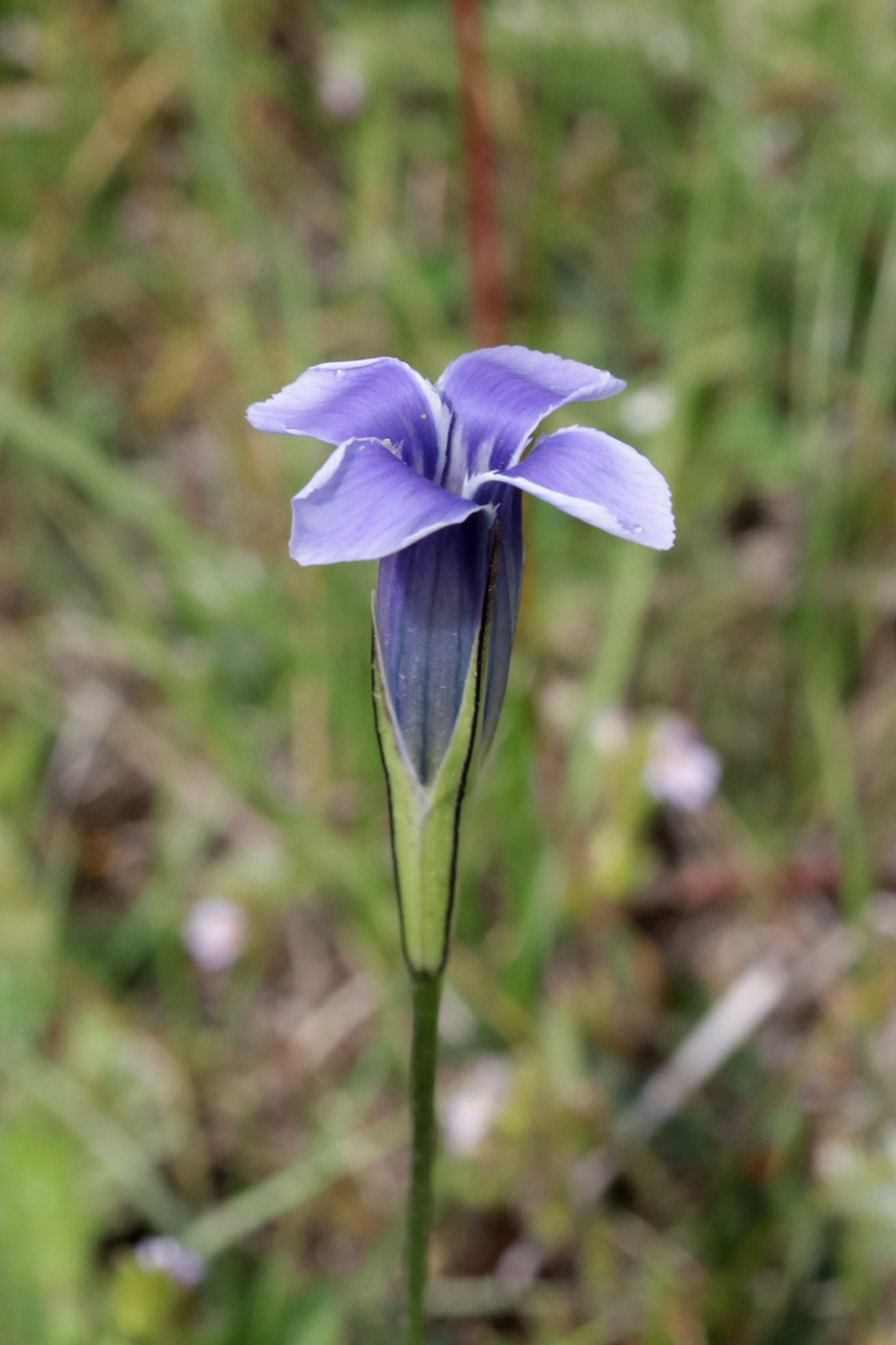 Изображение особи Gentianopsis barbata.