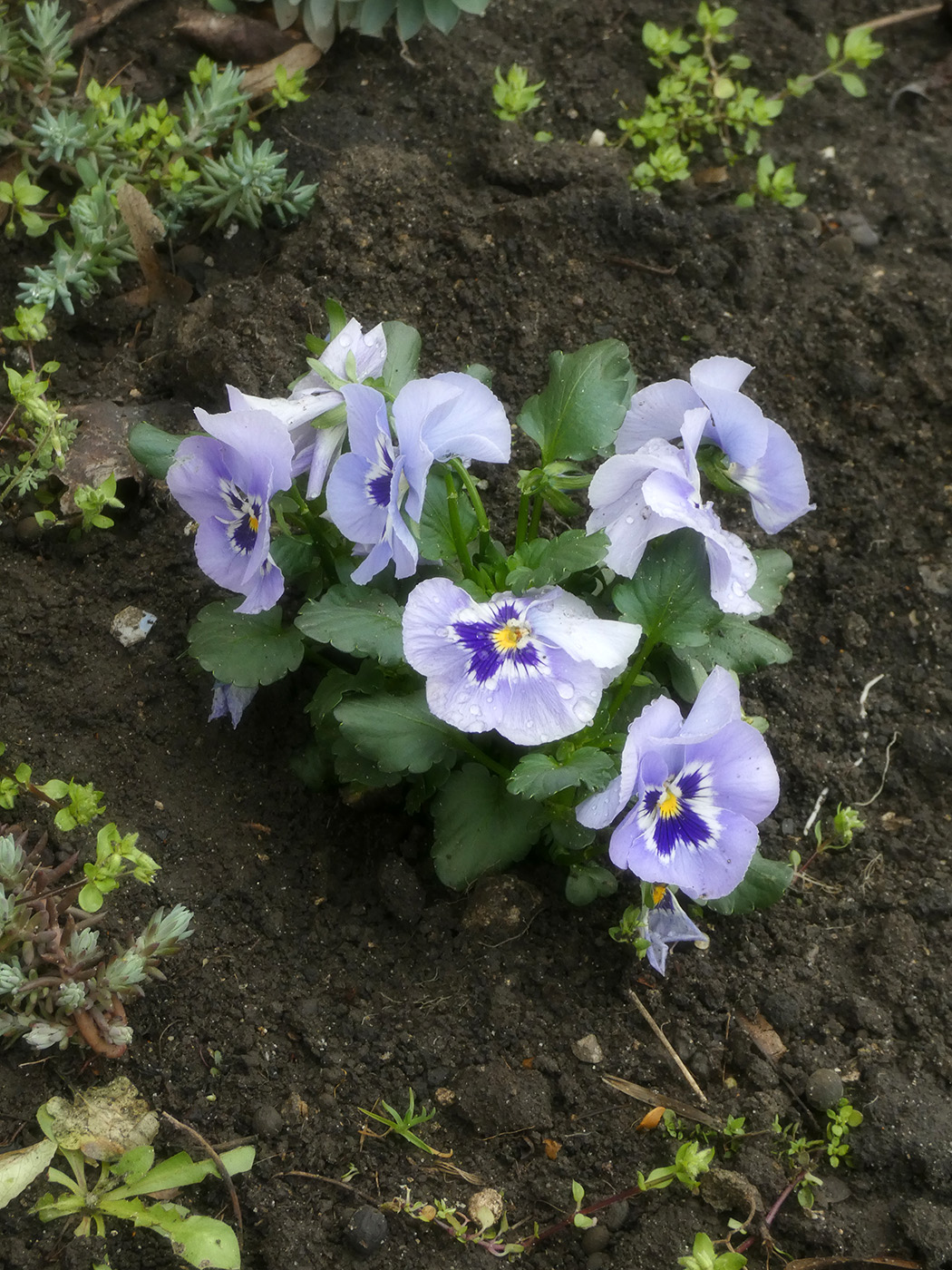 Image of Unknown species specimen.