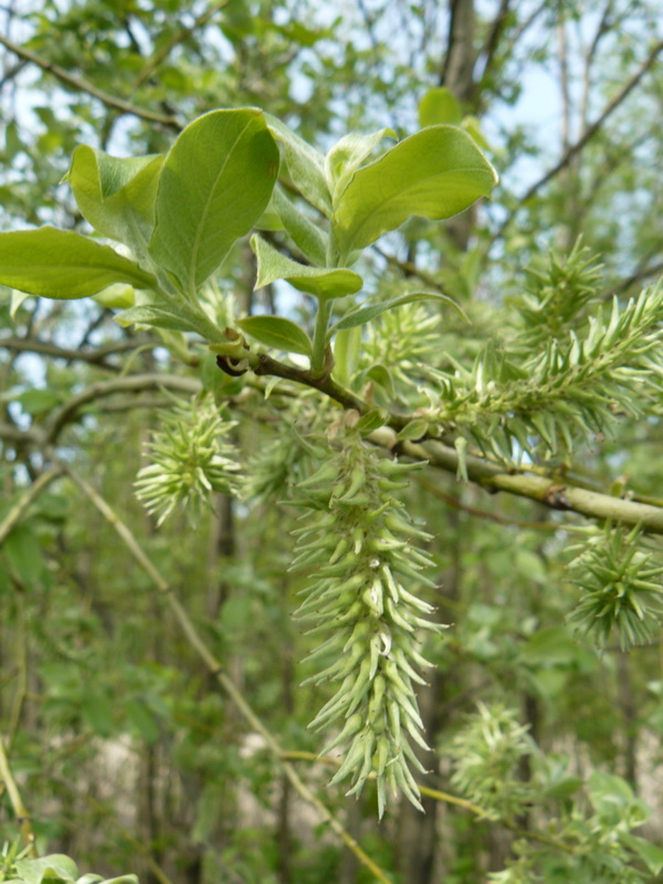 Изображение особи Salix &times; reichardtii.