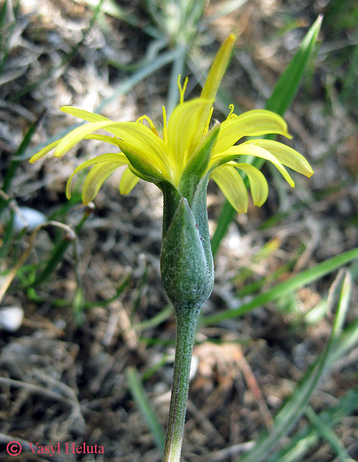 Image of Scorzonera mollis specimen.