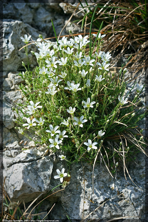 Image of Arenaria grandiflora specimen.