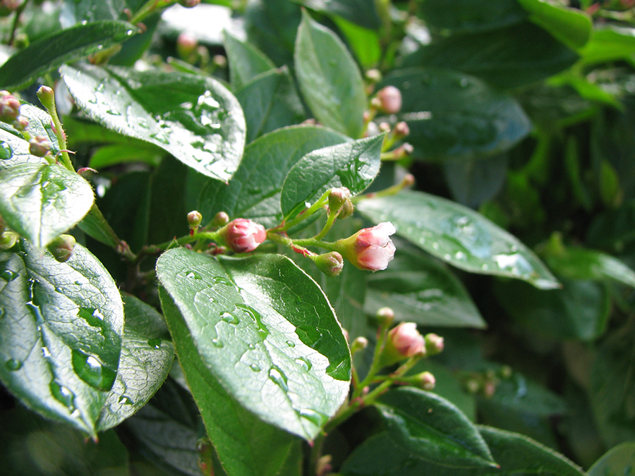 Image of Cotoneaster lucidus specimen.