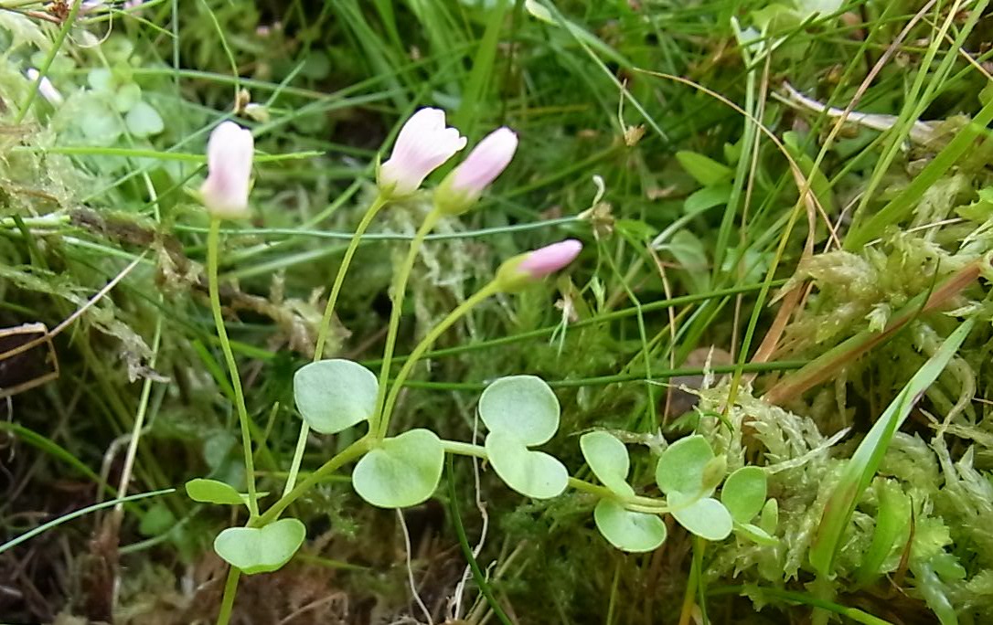 Изображение особи Anagallis tenella.