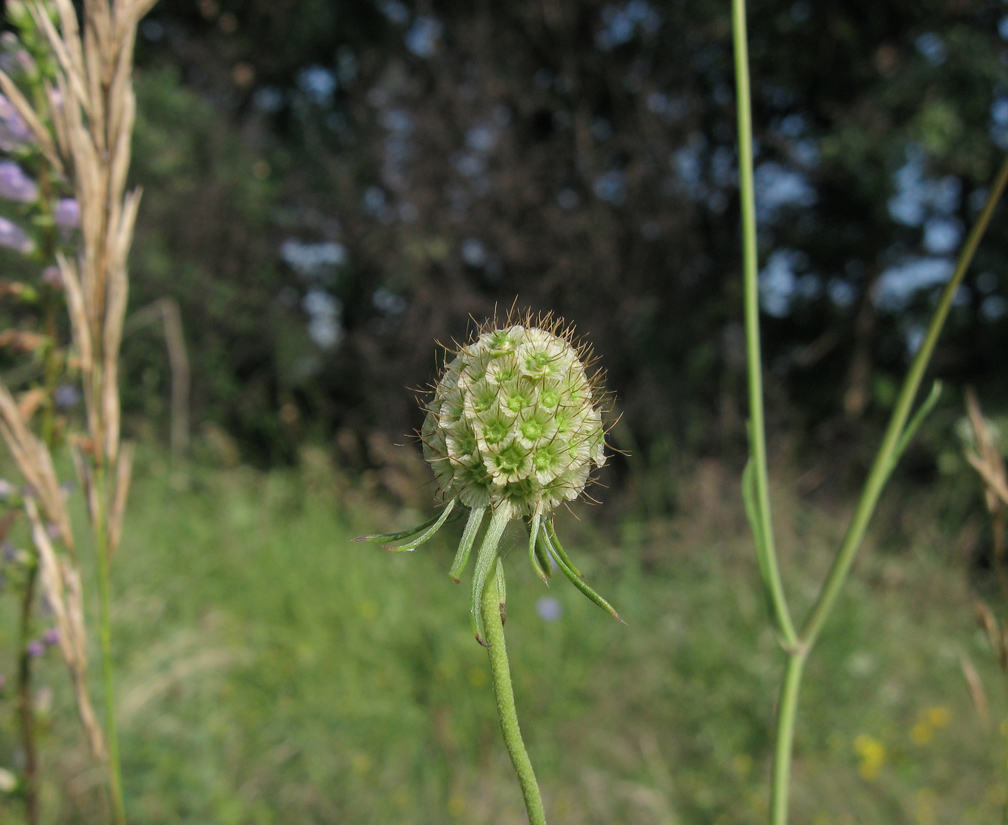 Изображение особи Scabiosa ochroleuca.