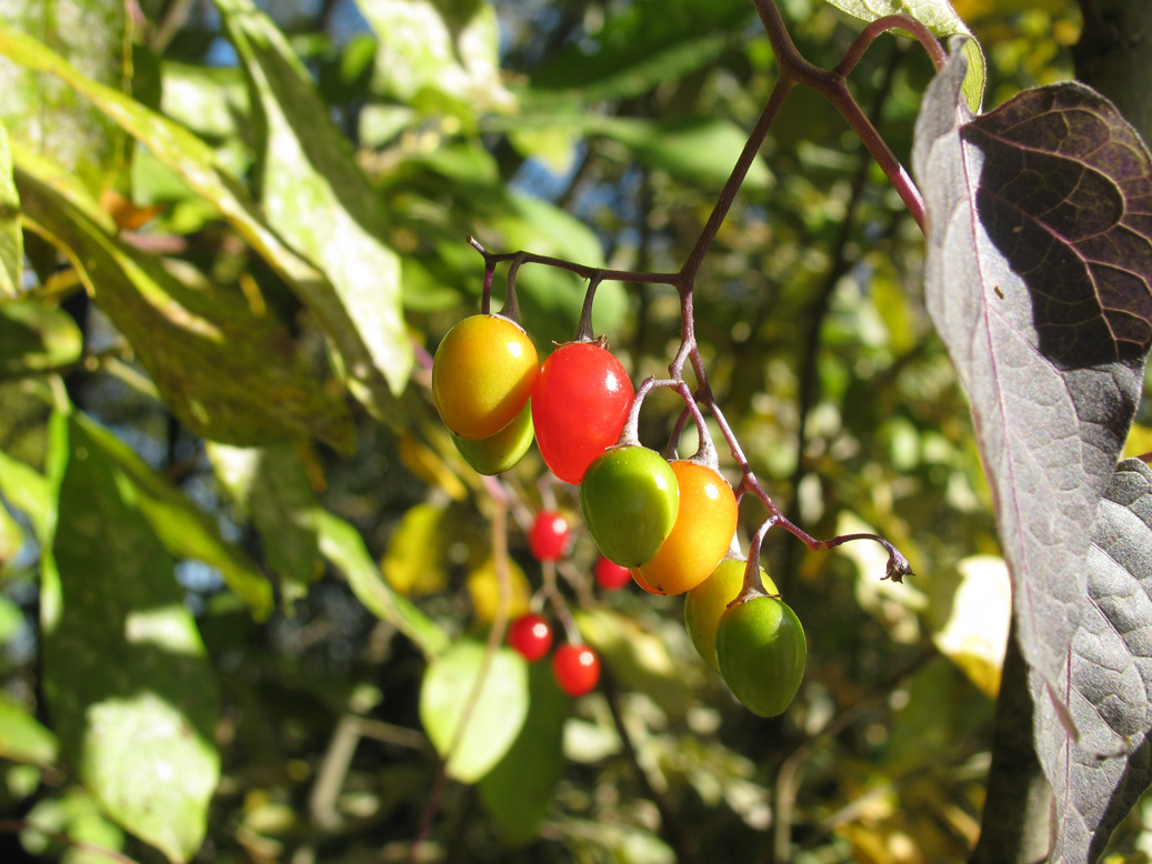 Image of Solanum dulcamara specimen.