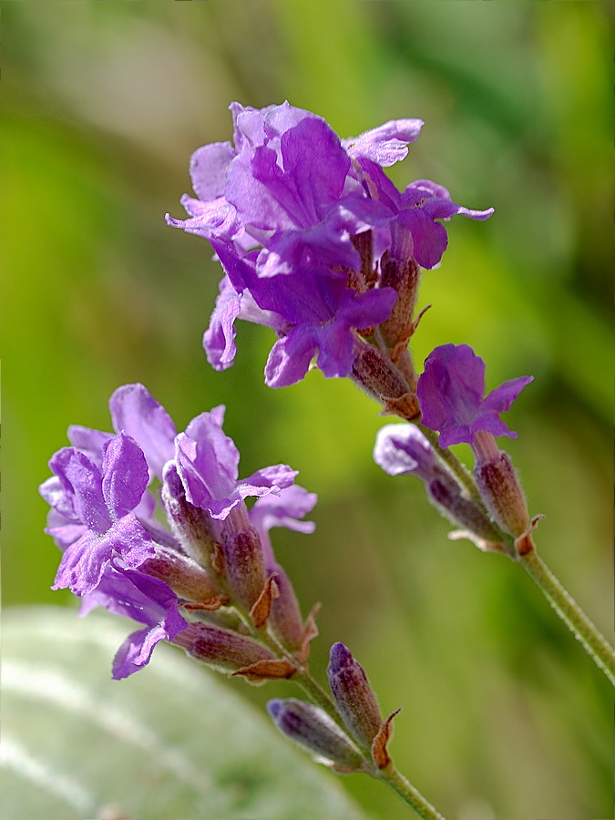 Image of Lavandula angustifolia specimen.