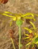 Senecio jacobaea. Соцветие и осыпавшиеся соплодия. Крым, окр. Феодосии, Лисья бухта. 17 августа 2011 г.