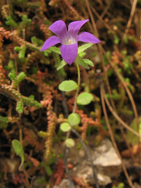 Изображение особи Campanula rhodensis.